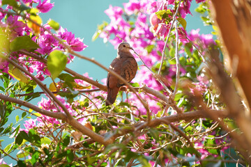 Dove bird in a flower