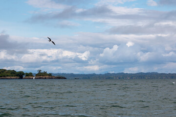 Fototapeta na wymiar frigate bird flying over the sea