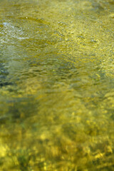 黄金の水のテクスチャ