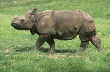 Naklejka premium INDIAN RHINOCEROS rhinoceros unicornis WALKING ON GRASS