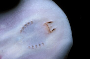 HEAD OF MOROTO RAY potamotrygon motoro