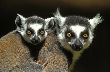 RING TAILED LEMUR lemur catta, FEMALE CARRYING YOUNG ON ITS BACK, MADAGASCAR