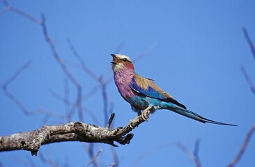 LILAC BREASTED ROLLER coracias caudata SINGING ON A BRANCH AGAINST BLUE SKY, SOUTH AFRICA