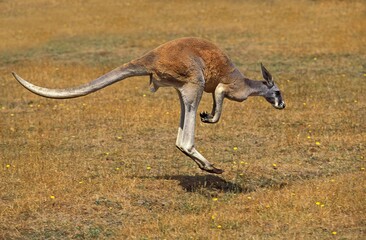 RED KANGAROO macropus rufus, MALE MOVING ON DRY GRASS, AUSTRALIA © slowmotiongli