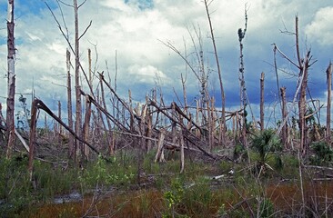 FOREST DESTROYED BY ANDREW HURRICANE IN AUGUST 1992 IN FLORIDA