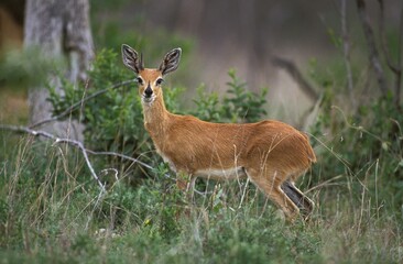 STEENBOK raphicerus campestris , SOUTH AFRICA