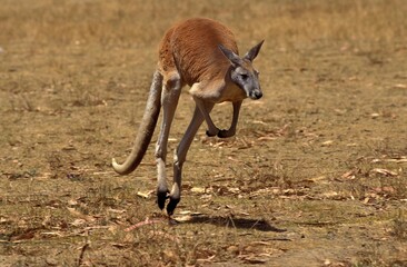 RED KANGAROO macropus rufus, MALE MOVING ON DRY GRASS, AUSTRALIA