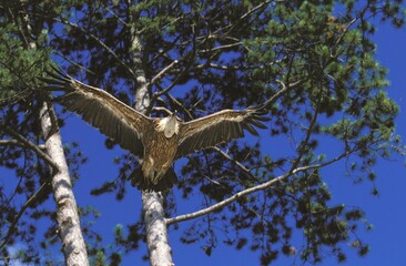 RUPPELL'S VULTURE ADULT gyps rueppellii FLYING FROM TREE AGAINST BLUE SKY IN KENYA
