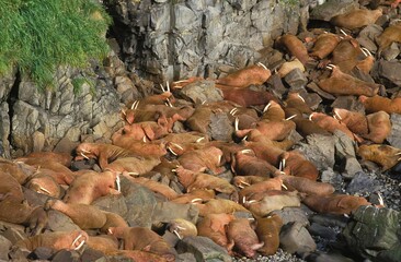 WALRUS GROUP odobenus rosmarus LAYING DOWN ON ROCKS, ROUND ISLAND IN ALASKA