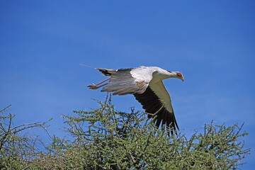 SECRETARY BIRD sagittarius serpentarius FLYING ABOVE ITS NEST AGAINST BLUE SKY