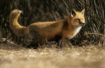 Naklejka na ściany i meble RED FOX vulpes vulpes AGAINST BRANCHES