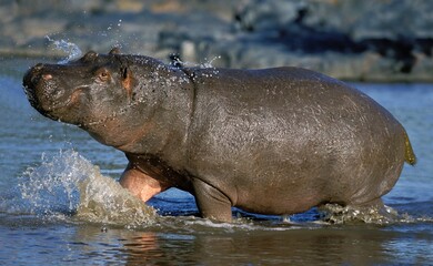 Fototapeta na wymiar HIPPOPOTAMUS hippopotamus amphibius, ADULT ENTERING WATER, MASAI MARA PARK IN KENYA