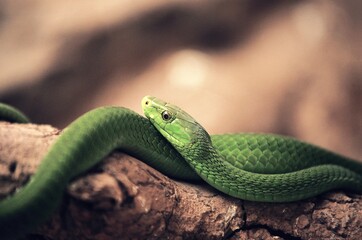 GREEN MAMBA dendroaspis angusticeps ON BRANCH