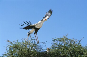 ADULT SECRETARY BIRD sagittarius serpentarius FLYING ABOVE THE NEST WHERE IS LAYING ITS CHICK