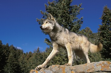 NORTH AMERICAN GREY WOLF canis lupus occidentalis, ADULT ON ROCK, CANADA