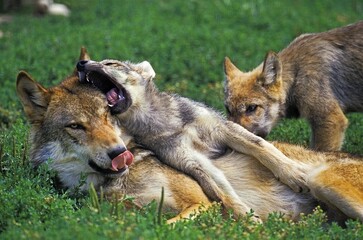 EUROPEAN WOLF canis lupus, FEMALE AND YOUNGS LAYING DOWN IN GRASS