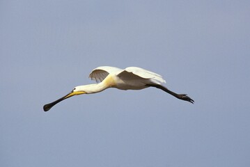 WHITE SPOONBILL platalea leucorodia FLYING AGAINST BLUE SKY