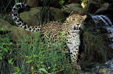 PERSIAN LEOPARD panthera pardus saxicolor, NEAR ROCKS