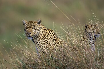 Fototapeta na wymiar LEOPARD FEMALE AND YOUNG panthera pardus CAMOUFLAGED IN LONG GRASS