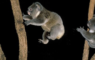 KOALA phascolarctos cinereus, ADULT LEAPING AGAINST BLACK BACKGROUND, AUSTRALIA