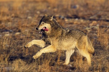Obraz premium NORTH AMERICAN GREY WOLF canis lupus occidentalis, ADULT RUNNING, CANADA