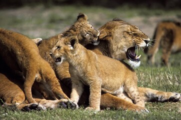 Naklejka premium AFRICAN LION panthera leo, FEMALE WITH CUBS PLAYING, KENYA
