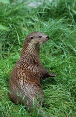 EUROPEAN OTTER lutra lutra, ADULT IN GRASS