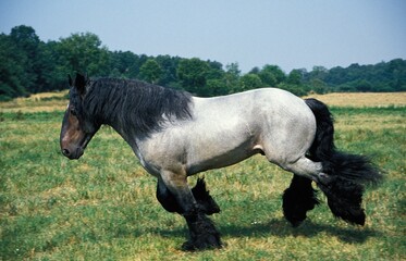 FEMALE MULASSIERE DU POITOU GALLOPING THROUGH MEADOW
