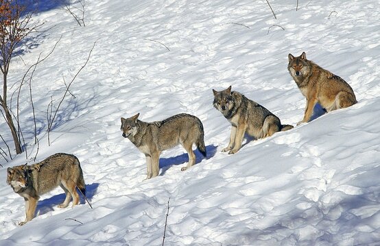 EUROPEAN WOLF canis lupus, GROUP IN SNOW, WALKING IN SINGLE FILE