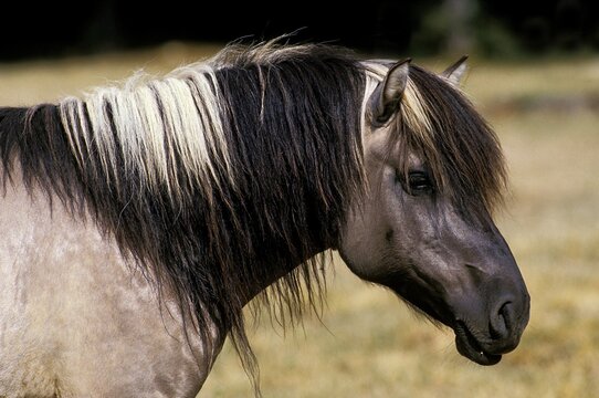 HEAD OF TARPAN HORSE equus caballus gmelini WITH ITS MANE