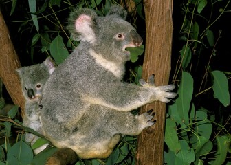 KOALA phascolarctos cinereus, FEMALE EATING EUCALYPTUS LEAF WITH YOUNG ON ITS BACK, AUSTRALIA