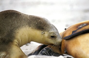 AUSTRALIAN SEA LION neophoca cinerea, YOUNG SUCKING, AUSTRALIA