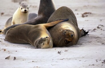 AUSTRALIAN SEA LION neophoca cinerea, ADULTS LAYING DOWN ON BEACH, AUSTRALIA