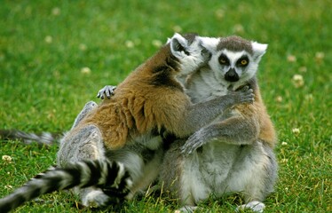 Naklejka na ściany i meble RING TAILED LEMUR lemur catta, PAIR GROMING ON GRASS, MADAGASCAR