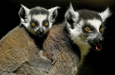Obraz premium RING TAILED LEMUR lemur catta, FEMALE CARRYING YOUNG ON ITS BACK, MADAGASCAR