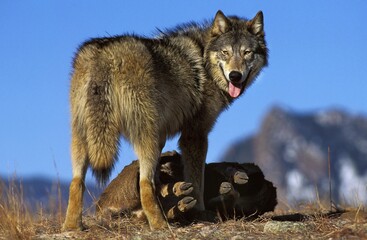 NORTH AMERICAN GREY WOLF canis lupus occidentalis, ADULT WITH PREY, CANADA