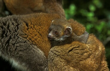 WHITE FRONTED BROWN LEMUR eulemur fulvus albifrons, FEMALE CARRYING YOUNG