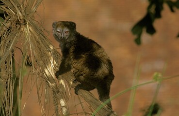 GRAY BAMBOO LEMUR hapalemur griseus, ADULT ON BRANCH