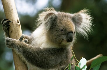 KOALA phascolarctos cinereus, HEAD OF ADULT ON BRANCH, AUSTRALIA