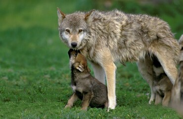 EUROPEAN WOLF canis lupus, FEMALE WITH YOUNGS