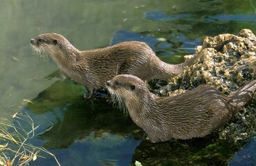 SHORT CLAWED OTTER aonyx cinerea, TWO ADULTS RESTING AT WATER'S EDGD
