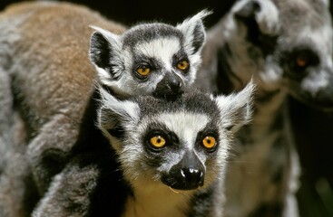 RING TAILED LEMUR lemur catta, FEMALE CARRYING YOUNG ON ITS BACK, MADAGASCAR