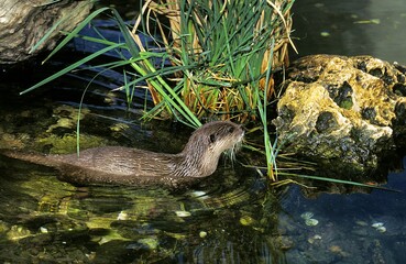 SHORT CLAWED OTTER aonyx cinerea, ADULT IN WATER