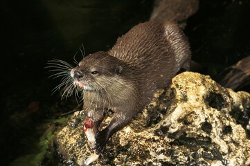 SHORT CLAWED OTTER aonyx cinerea, ADULT EATING FISH ON A ROCK