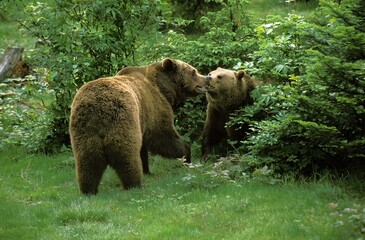 Obraz premium BROWN BEAR ursus arctos, ADULTS PLAYING IN BUSH