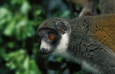 Fototapeta premium MONGOOSE LEMUR lemur mongoz, HEAD OF ADULT AGAINST GREEN FOLIAGE