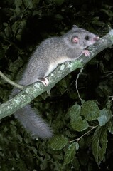 EDIBLE DORMOUSE glis glis, ADULT ON BRANCH AGAINST FOLIAGE