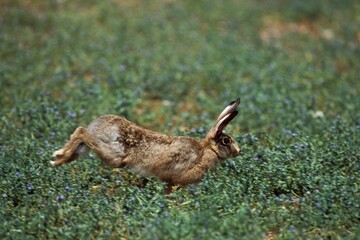 EUROPEAN BROWN HARE lepus europaeus, ADULT RUNNING IN GRASS