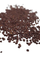 GRAINS OF PARADISE aframomum melegueta, AN AFRICAN SPICE