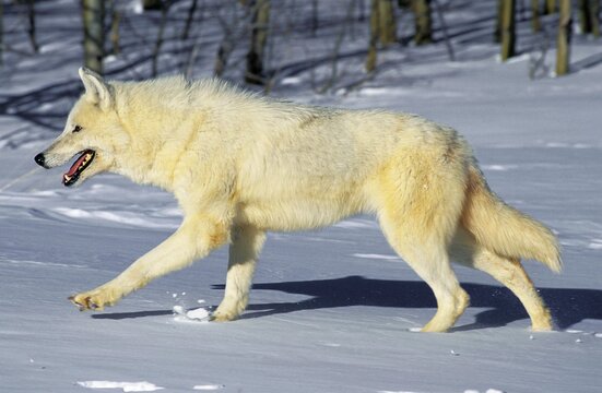 ARCTIC WOLF canis lupus tundrarum, ADULT WALKING IN SNOW, ALASKA